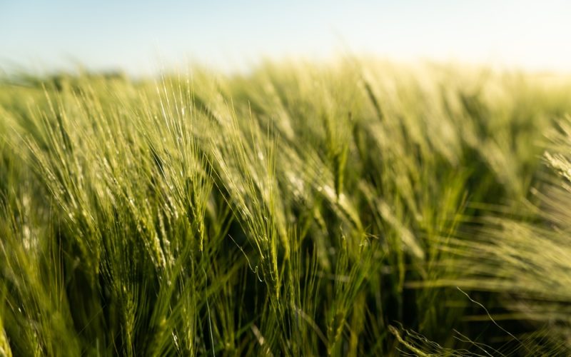 sindicatele-din-agricultura-avertizeaza:-masurile-de-austeritate-destabilizeaza-finantarea-fermierilor