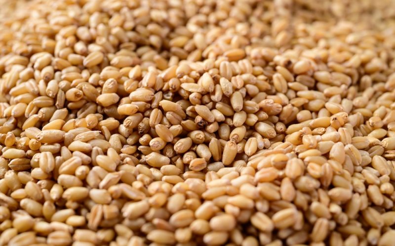 franta-anunta-o-recolta-de-grau-cu-27%-mai-mare-in-2025,-dar-pierde-pozitia-de-lider-la-export-in-fata-romaniei