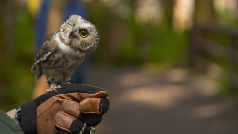 premiere-in-octombrie-la-national-geographic-si-nat-geo-wild:-istorie,-adrenalina-si-natura-la-superlativ
