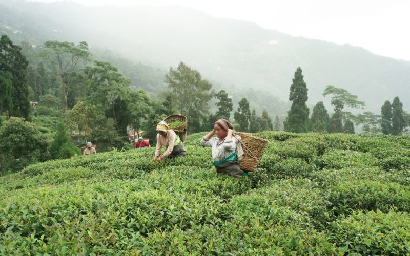 plantatiile-de-ceai-darjeeling,-afectate-de-ploile-torentiale