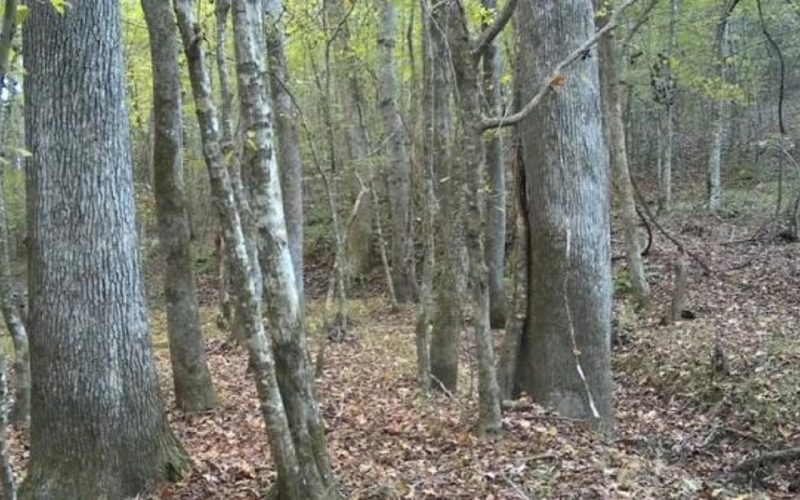 camuflaj-perfect.-poti-vedea-caprioara-in-mai-putin-de-7-secunde?