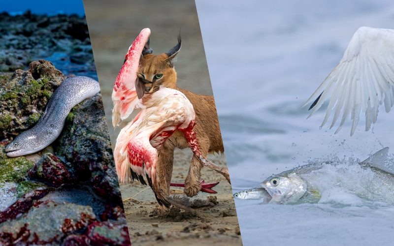 foto-cele-mai-frumoase-imagini-de-la-wildlife-photographer-of-the-year-2025.-asa-vezi-lumea-salbatica-prin-ochii-fotografilor