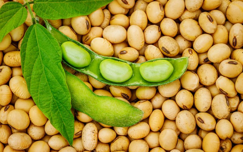 importatorii-de-soia-boabe-din-china-au-accelerat-achizitiile-din-brazilia