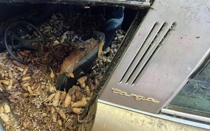 porsche-911,-ingropat-in-conuri-de-brad.-istoria-fascinanta-a-modelului-disparut-acum-30-de-ani